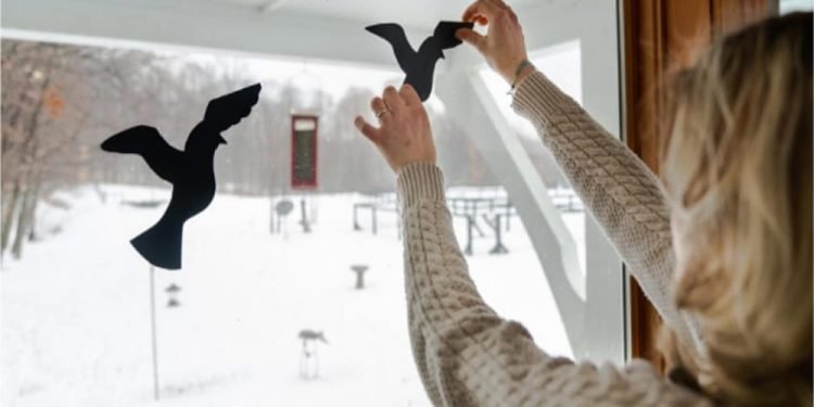 How to Stop Birds from Flying into Windows - Homeinteriohub